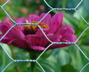 Hexagonal Wire Netting