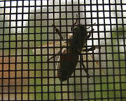 Window Screen